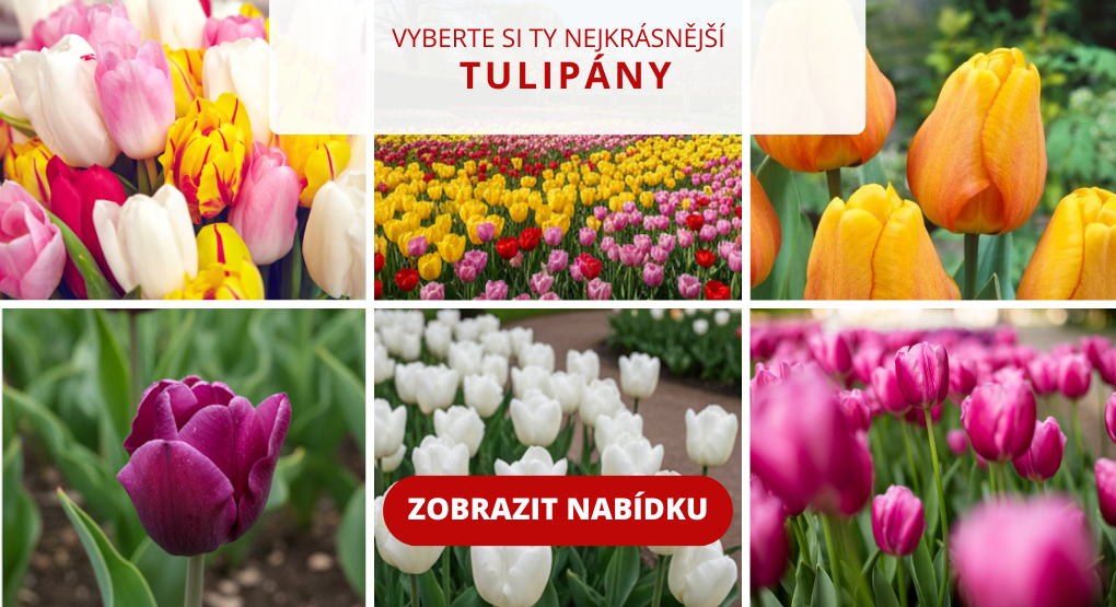banner tulipány